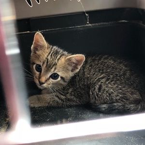 Meet your Posher, Amber